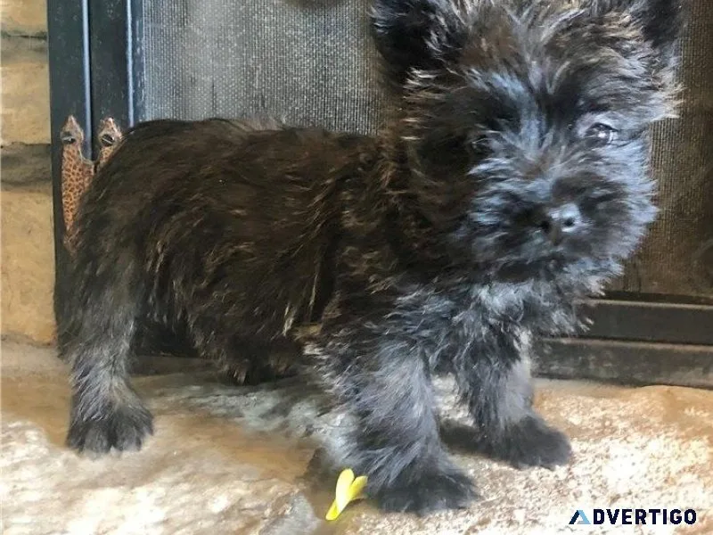 Adorable Cairn Terrier puppies