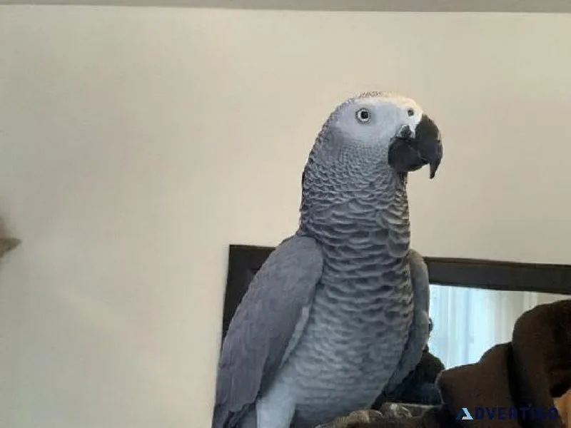 African Grey Parrot fantastic talker