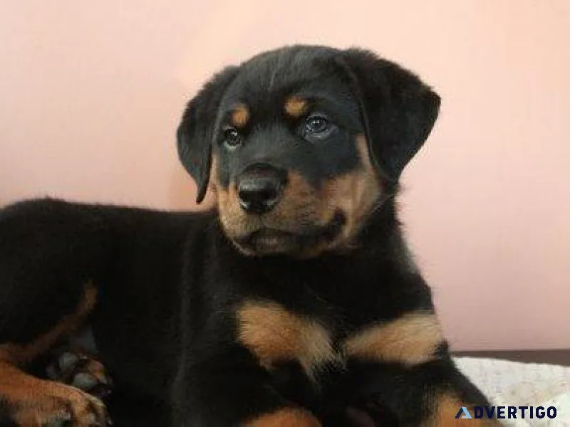 mushy every German rottweiler puppies for Sale