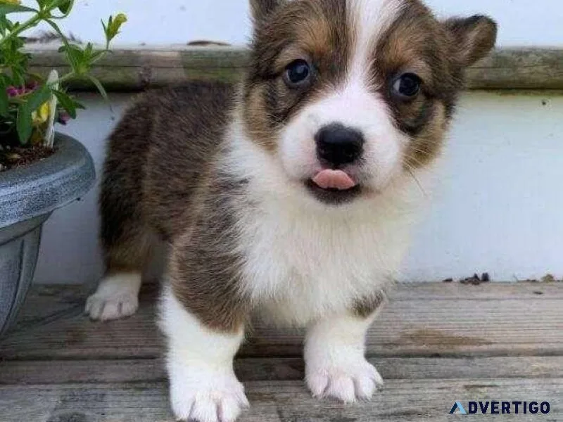 Healthy Welsh Corgi Available for a Forever Home