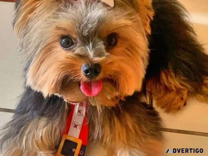 Yorkshire Terrier Puppies