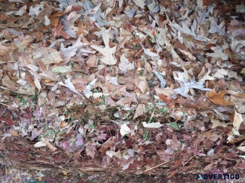 Shredded leaves