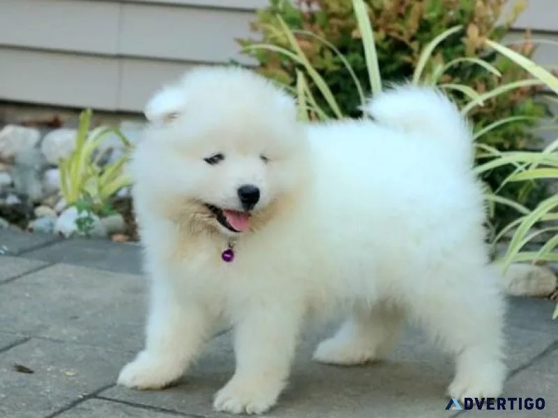 AKC Registered Samoyed Puppies for sale