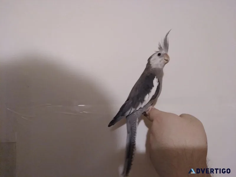 Cockatiel W.F