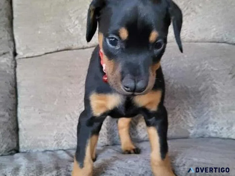 doberman pincher