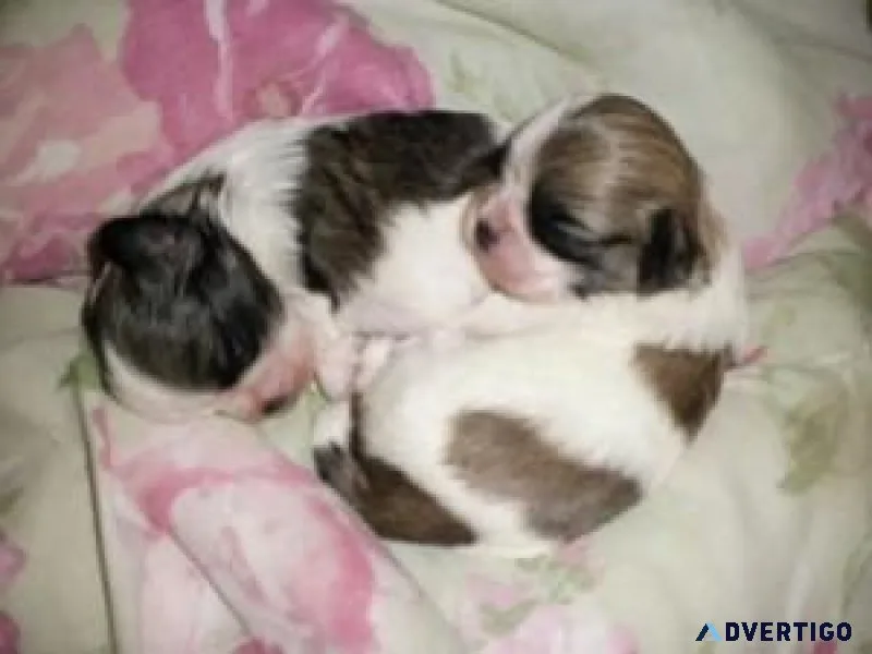 CKC Imperial Shih Tzu Puppies