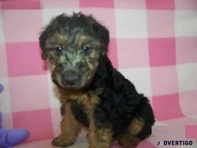 Welsh Terrier Puppies