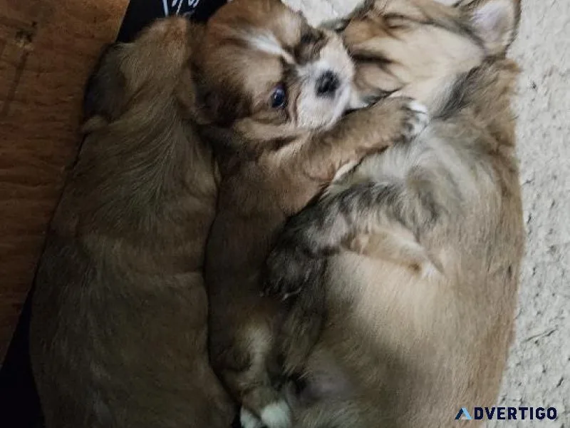 Non Shedding pups