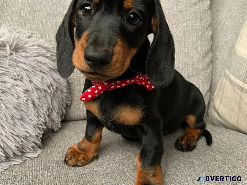 Amazing Miniature Dachshund Puppies For Adoption