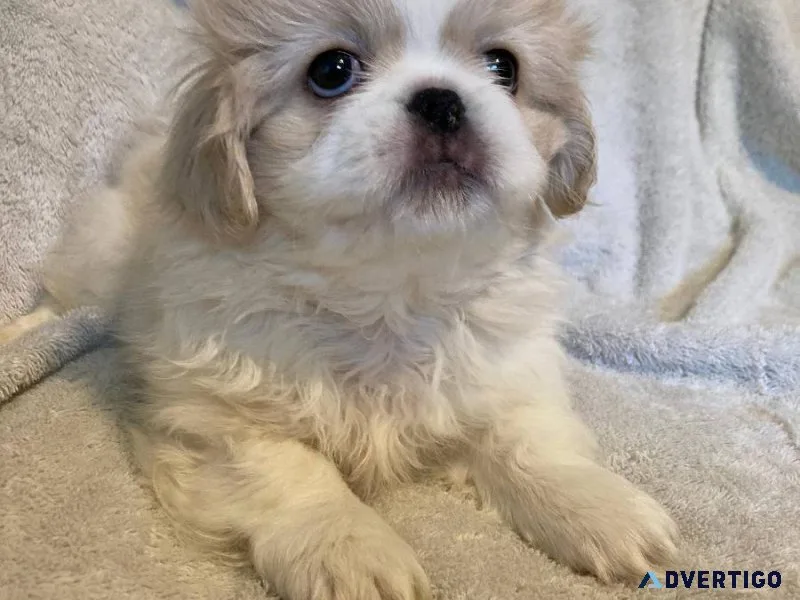 Available  Pekingese