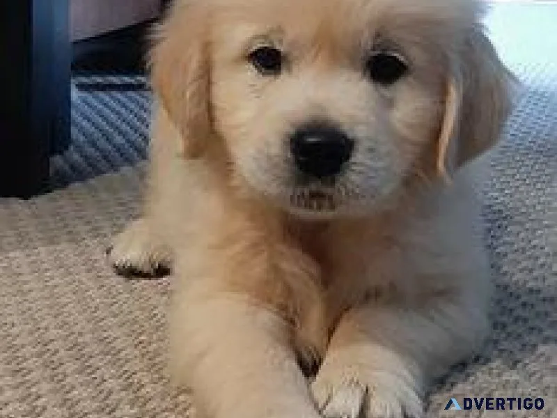 feghj Golden Retriever puppies