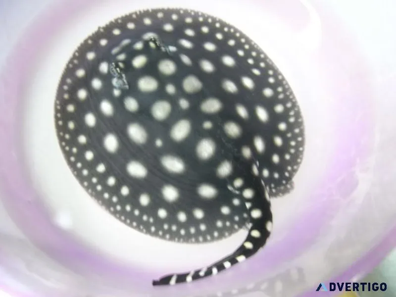 Aquarium BD Stingray