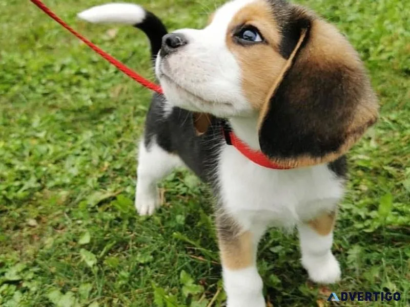 Pockets Little Beagle Pups