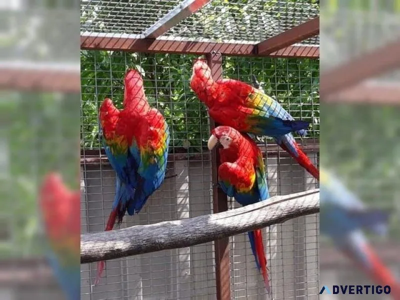 Well Tamed Scarlet Macaws For Sale With Large Cage and toys