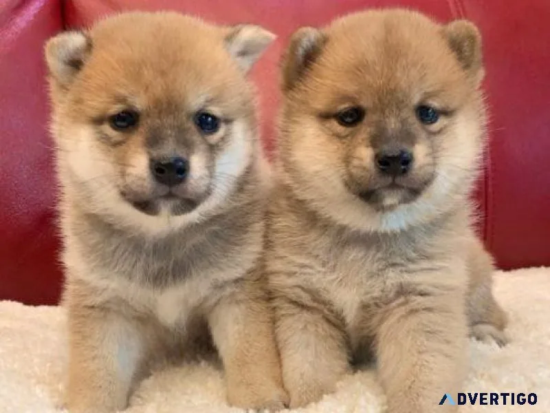 Purebred Healthy Shiba Inu Puppies.