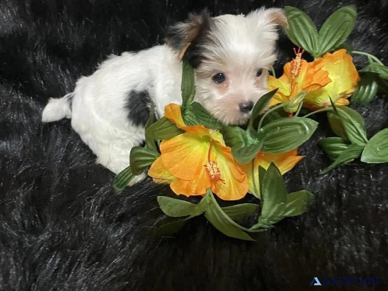 Female Parti Yorkie Puppy