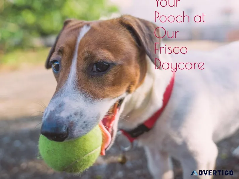 Dog Daycare Frisco