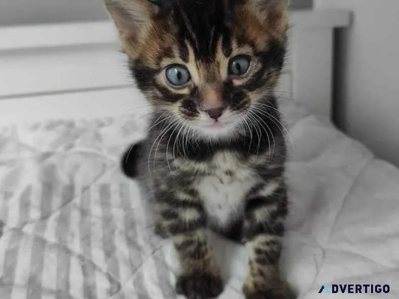 Gorgeous Bengal Kittens for sale