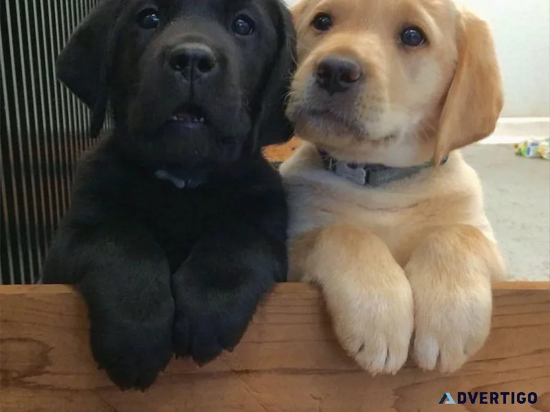 Labrador Retriever Puppies