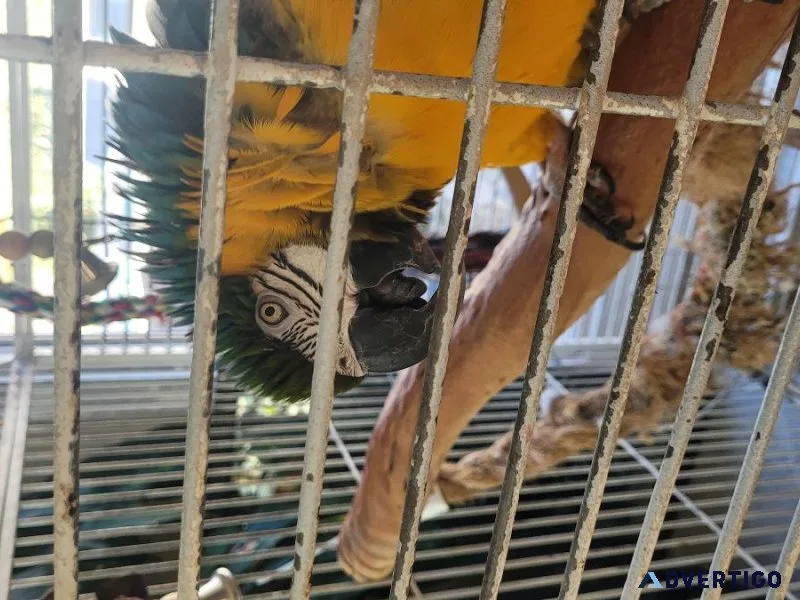 ROCCO the blue and gold macaw