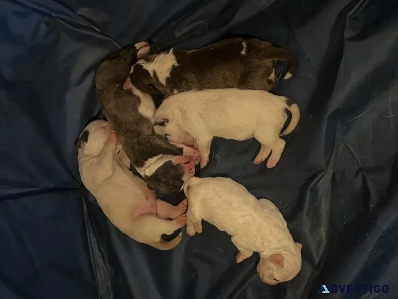 Bull terrier puppies