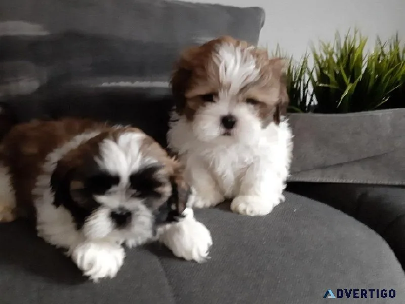 Super Shih tzu puppies