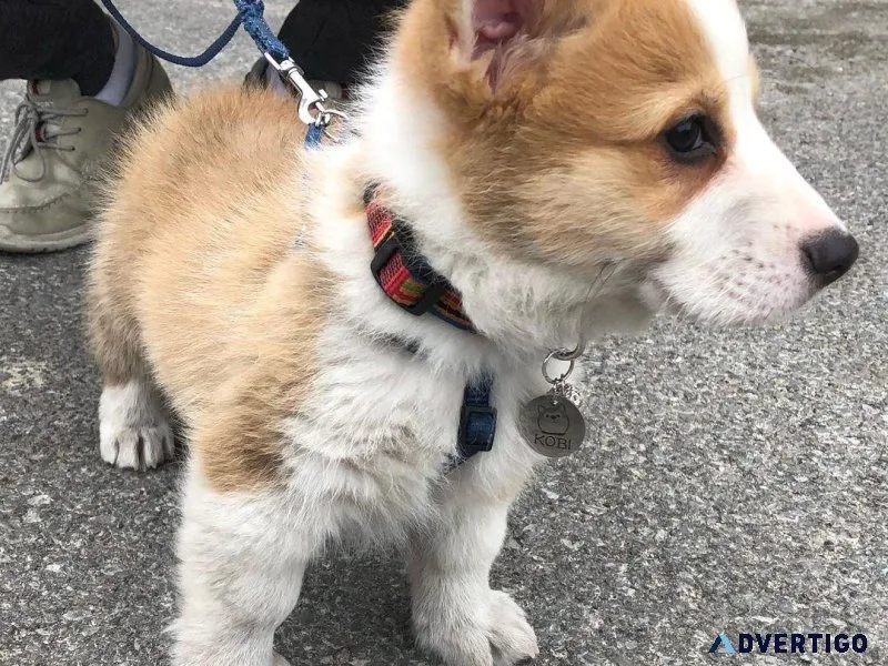 Pembroke Welsh Corgi puppies