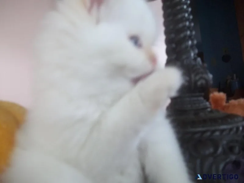 HOLIDAY JOY KITTEN