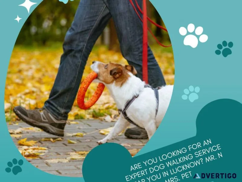 Expert Dog Walking Services Lucknow