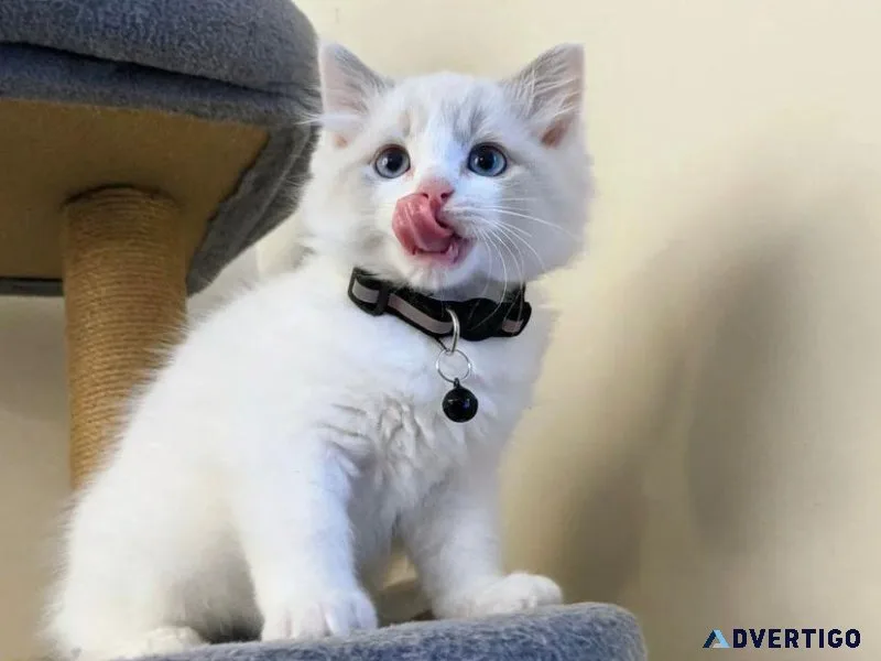 Ragdoll kittens to good homes.