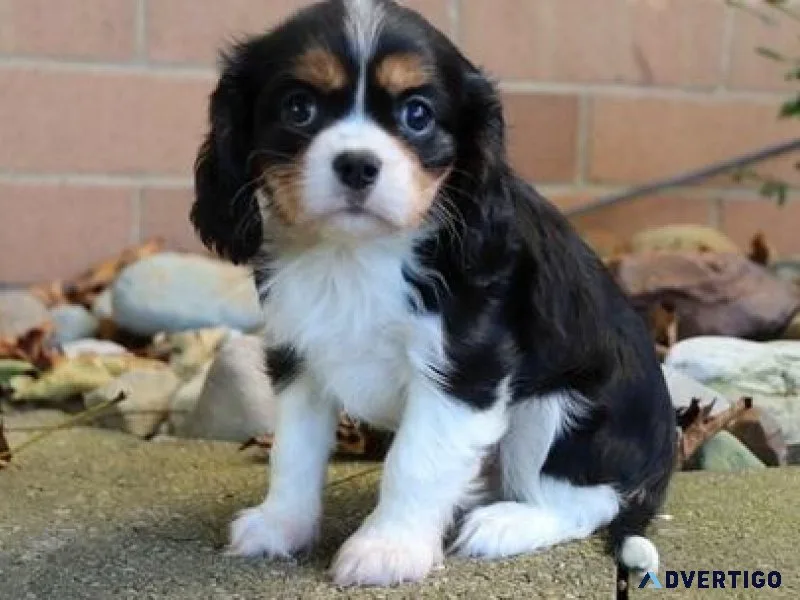Charming Cavalier King Charles Puppies