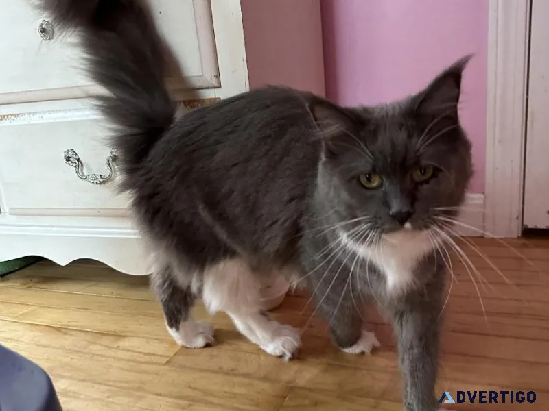 Maine Coon cat