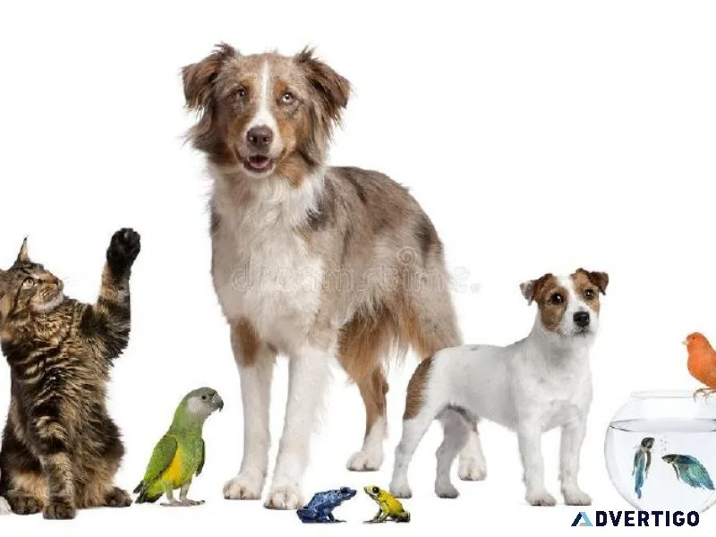 Super-PetMart Pet Supplies Shop