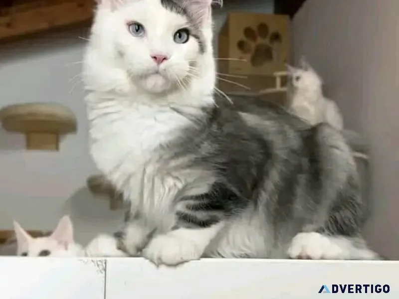 Silver Maine coon kittens for sale