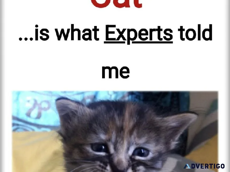 Cat Sparing No More