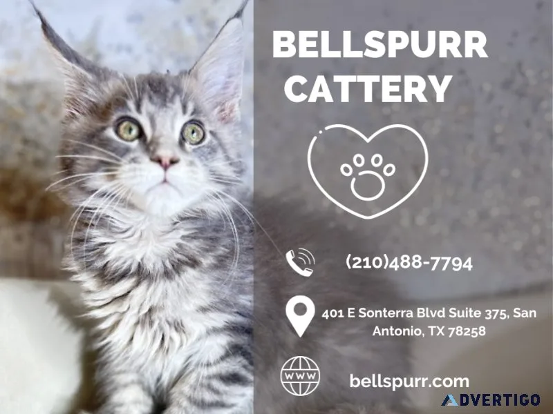 Exotic Shorthair Kittens for Sale  Bellspurr