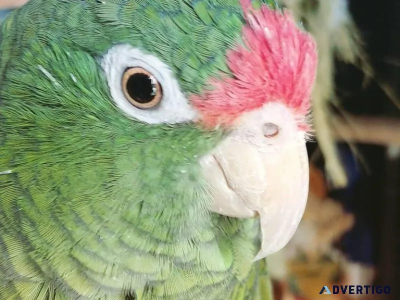 Tucum&aacuten Amazon Parrot
