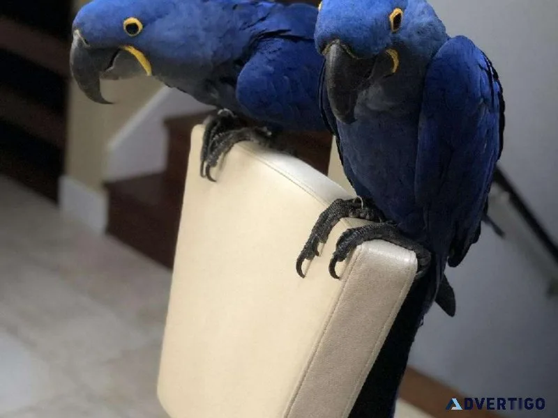 Hyacinth (Blue Macaws For sale)