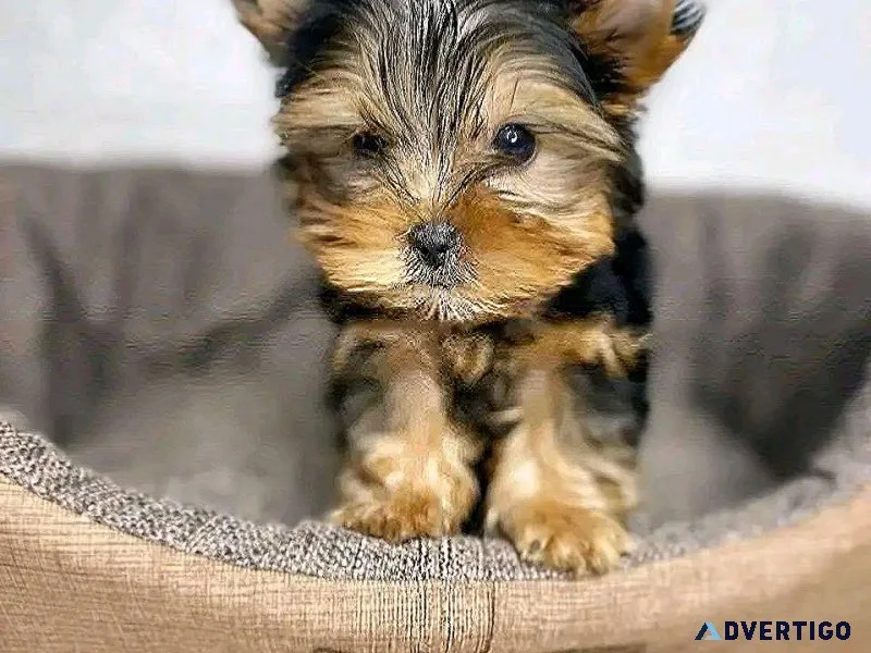 Yorkies