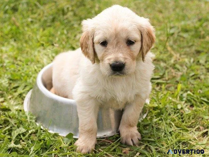 For Sale Golden Retriever