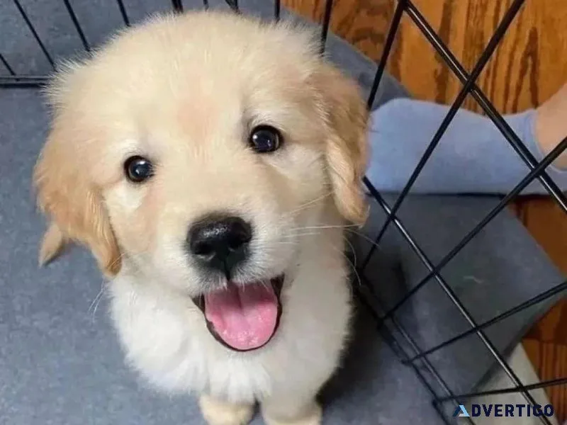 Golden Retriever Puppies