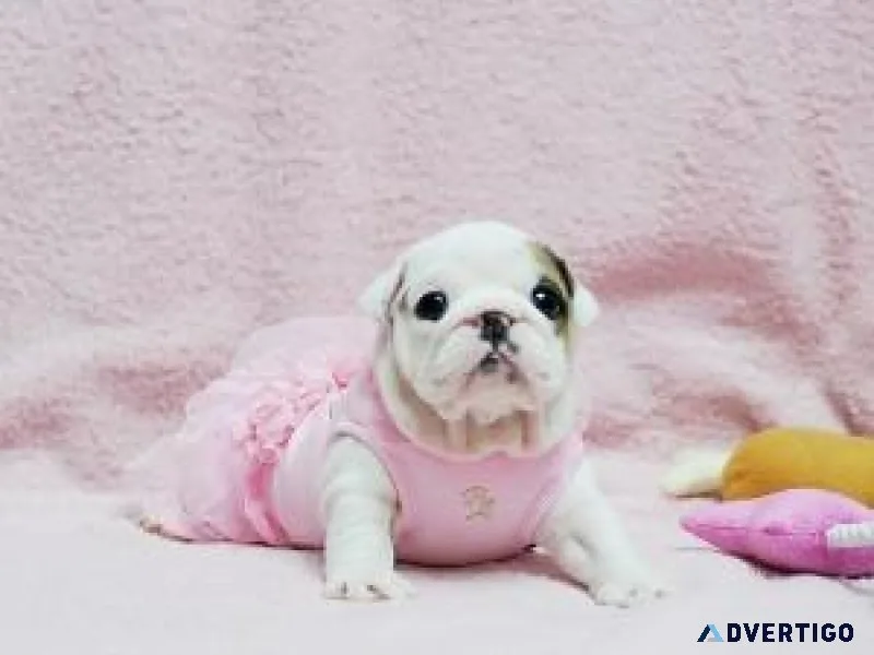 English Bulldog Puppies for Adoption