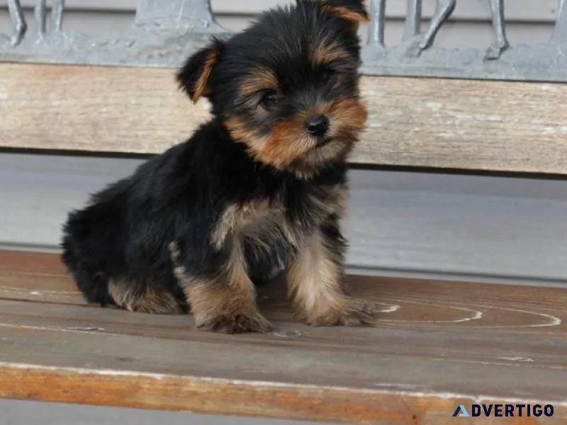 Yorkshire Terrier pups