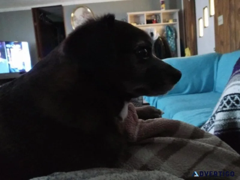 Loving Chihuahuapomarian 4yr old dog