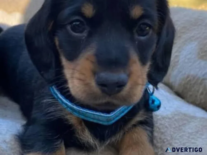 Xewe Miniature Dachshunds