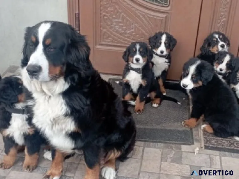 Beautiful Bernese mountain pappies
