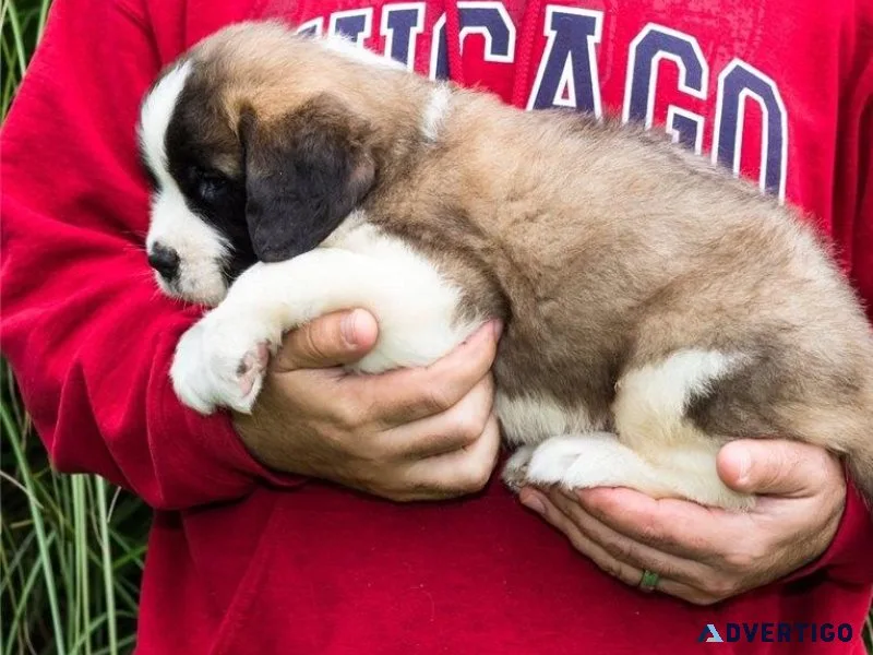 saint bernard puppies
