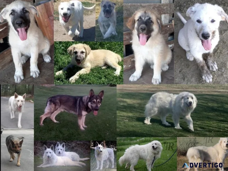 Shepnees puppies  German Shepherd  Great Pyrenees