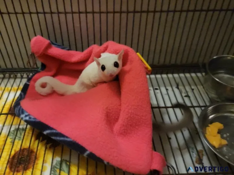 Leucistic male sugar glider