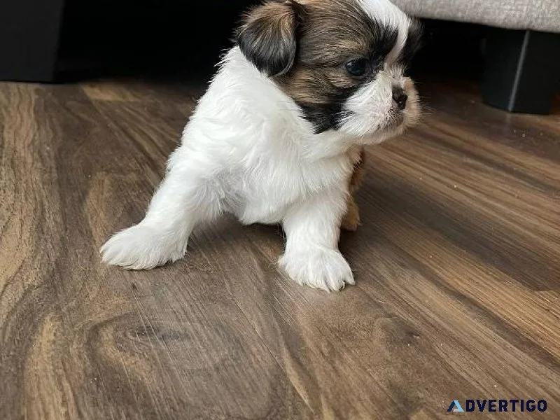 Absolute Shih tzu puppies